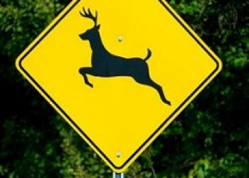 Deer-Crossing.
