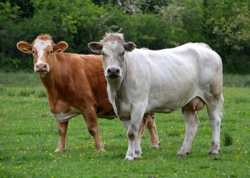 cow-239695900.