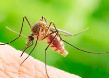 mosquito