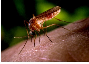 west-nile